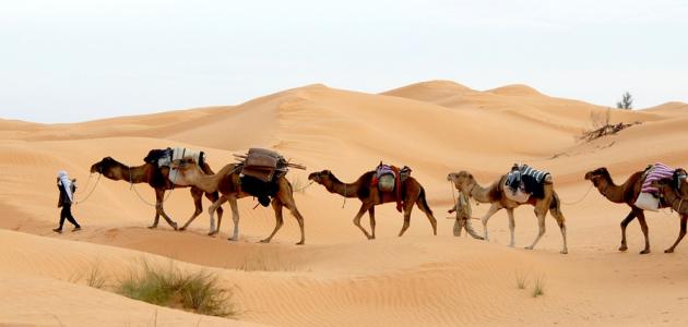السياحة الصحراوية